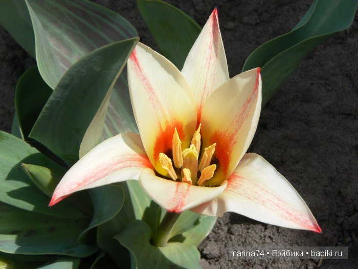 Мои модницы или простенькие вязаные платьица для девочек-вихтелей (фото 3)