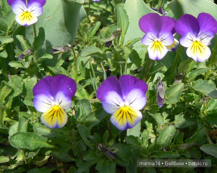 Мои модницы или простенькие вязаные платьица для девочек-вихтелей