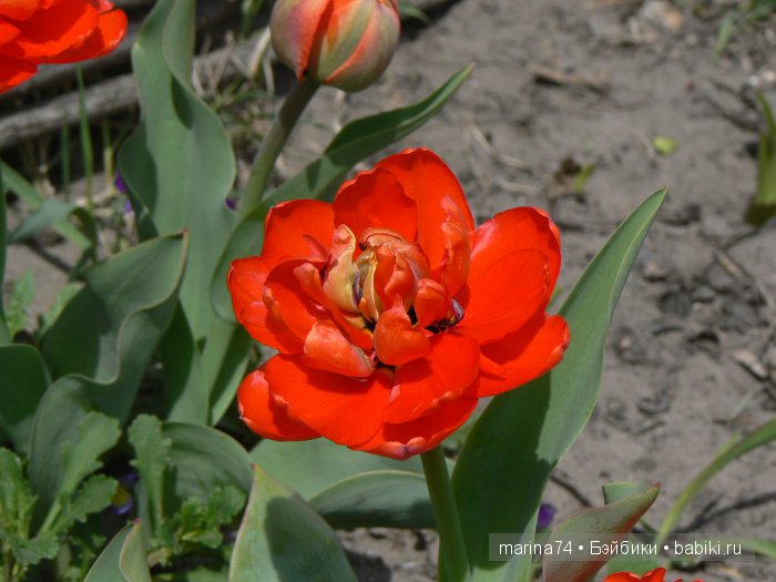 Мои модницы или простенькие вязаные платьица для девочек-вихтелей (фото 4)
