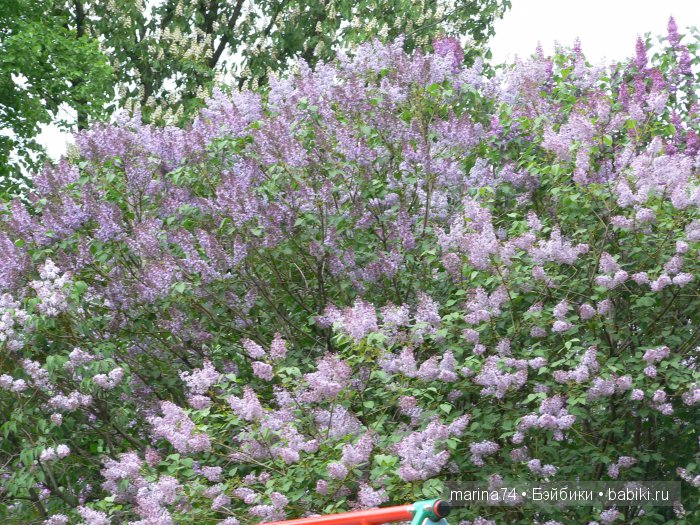 Моё открытие Санкт-Петербурга продолжается! Часть 5 (фото 8)