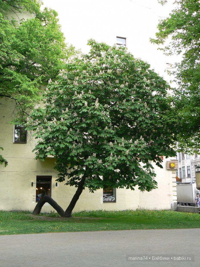 Моё открытие Санкт-Петербурга продолжается! Часть 5 (фото 7)