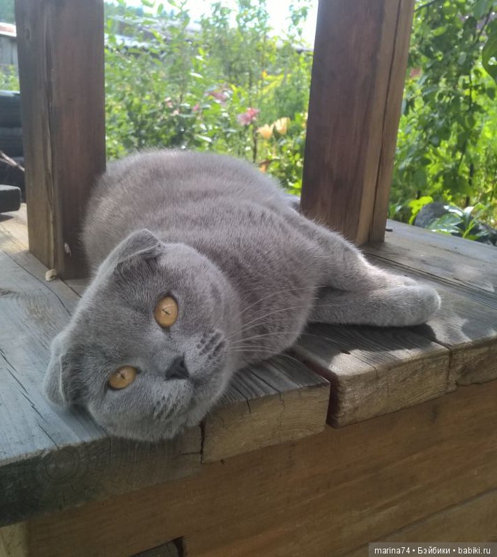 Котосемейство — Болталка и разговоры обо всем: жизнь