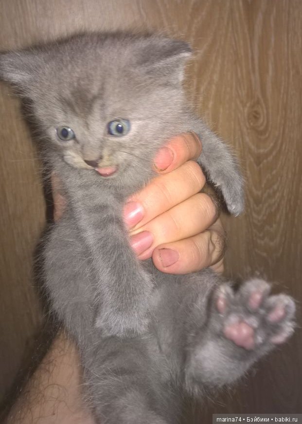 Котосемейство — Болталка и разговоры обо всем: жизнь