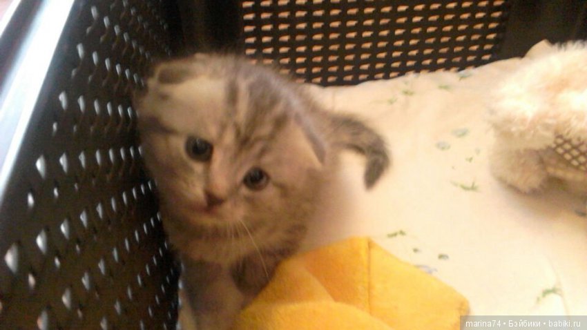 Котосемейство — Болталка и разговоры обо всем: жизнь