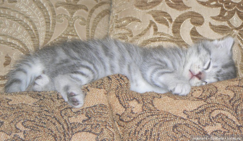 Котосемейство — Болталка и разговоры обо всем: жизнь