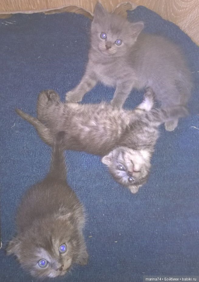 Котосемейство — Болталка и разговоры обо всем: жизнь (фото 9)