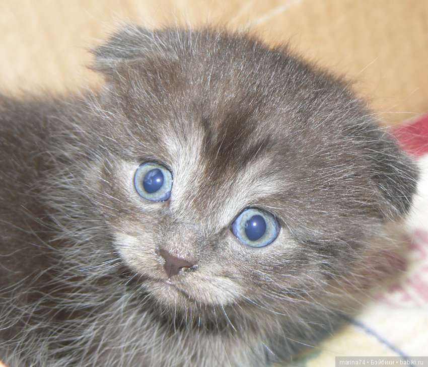 Котосемейство — Болталка и разговоры обо всем: жизнь