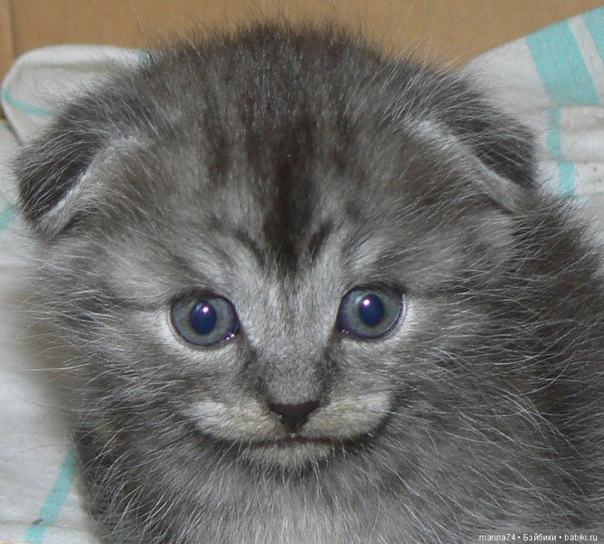 Котосемейство — Болталка и разговоры обо всем: жизнь