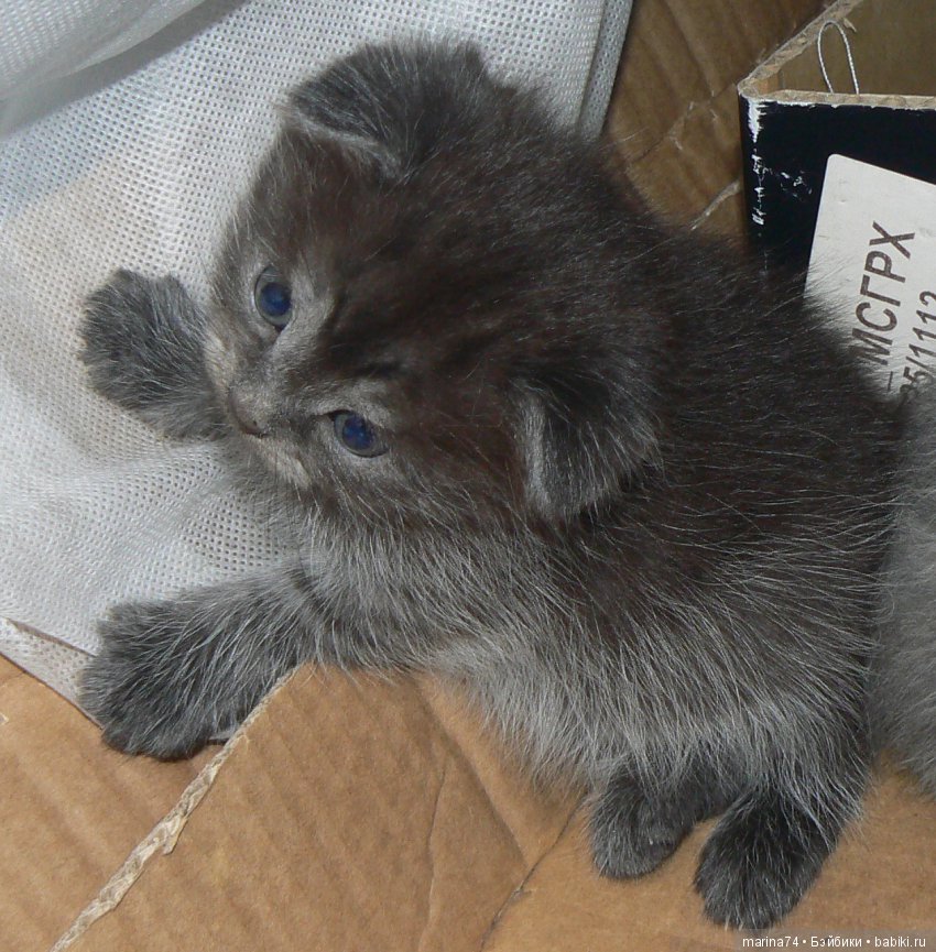 Котосемейство — Болталка и разговоры обо всем: жизнь