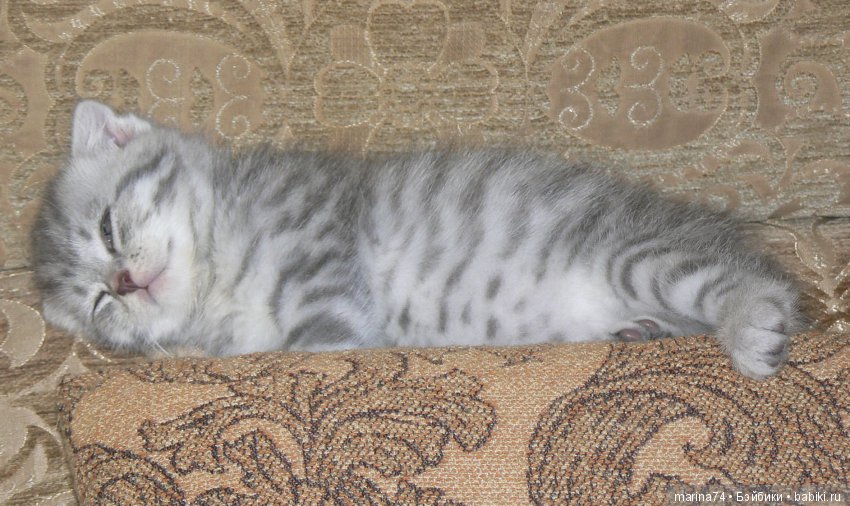 Котосемейство — Болталка и разговоры обо всем: жизнь