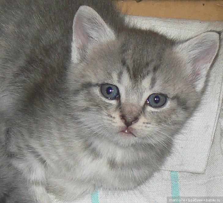 Котосемейство — Болталка и разговоры обо всем: жизнь (фото 8)