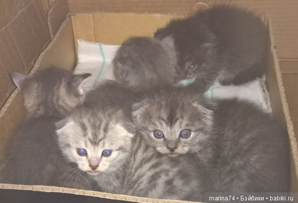 Котосемейство — Болталка и разговоры обо всем: жизнь (фото 4)