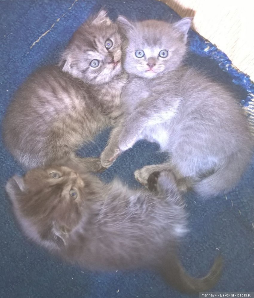 Котосемейство — Болталка и разговоры обо всем: жизнь (фото 10)