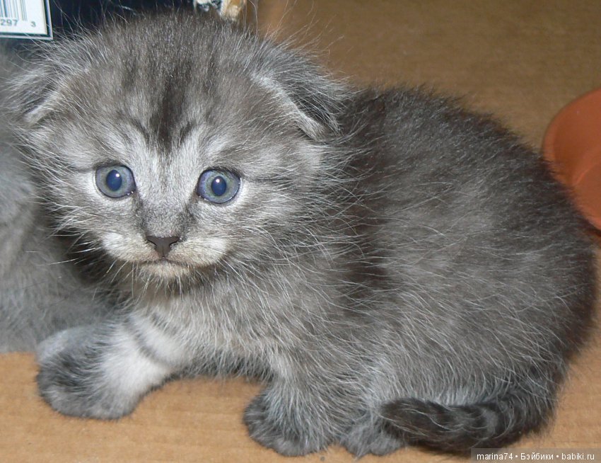 Котосемейство — Болталка и разговоры обо всем: жизнь