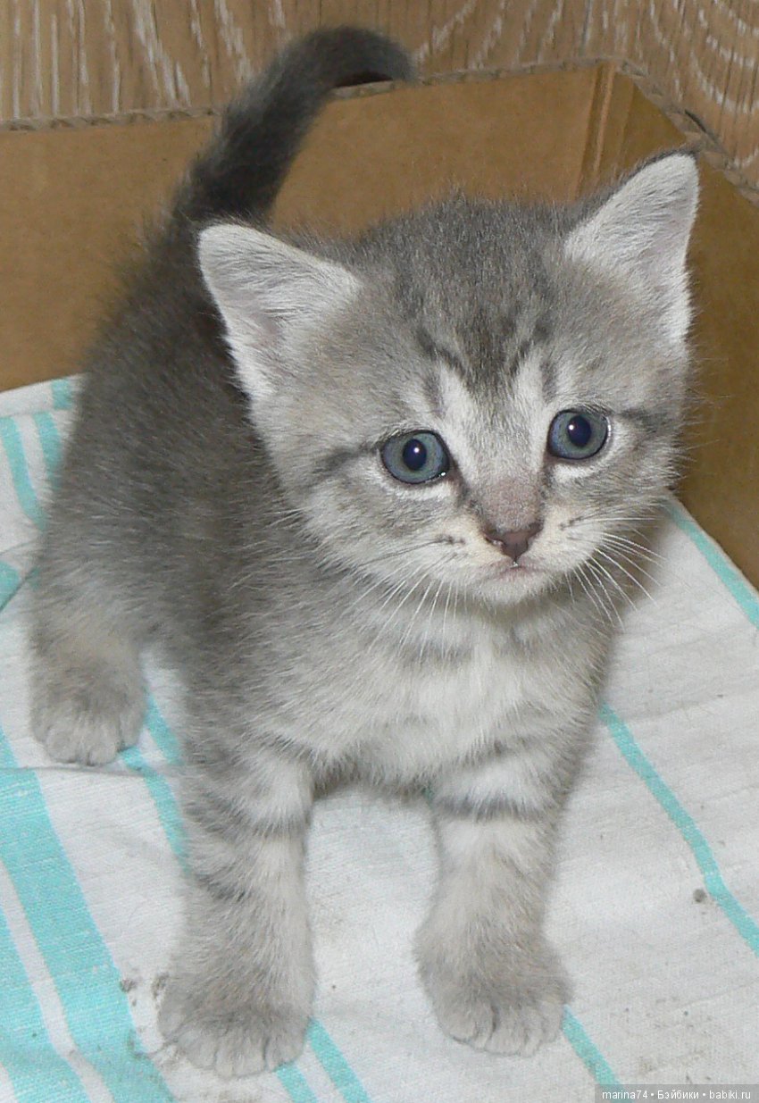 Котосемейство — Болталка и разговоры обо всем: жизнь (фото 7)