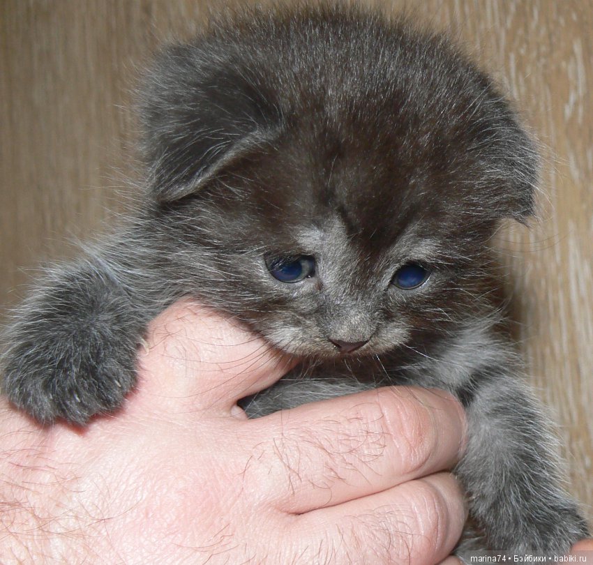 Котосемейство — Болталка и разговоры обо всем: жизнь