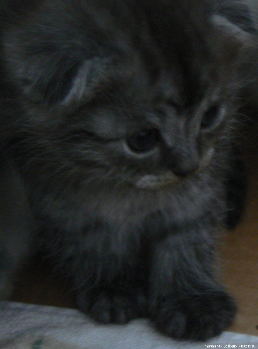 Котосемейство — Болталка и разговоры обо всем: жизнь