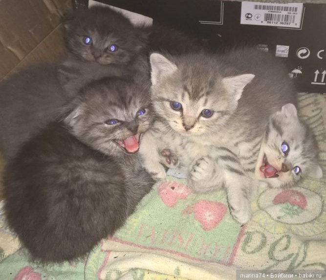 Котосемейство — Болталка и разговоры обо всем: жизнь (фото 5)