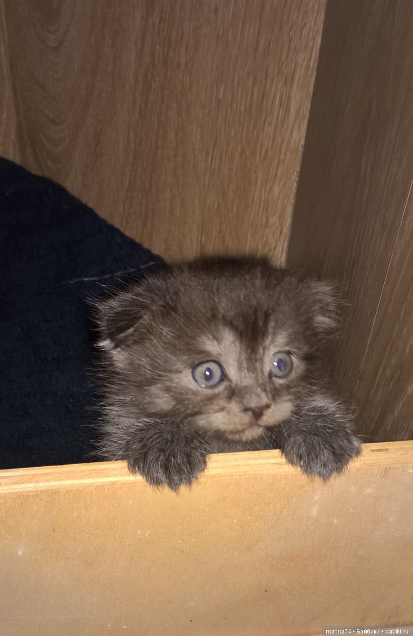 Котосемейство — Болталка и разговоры обо всем: жизнь