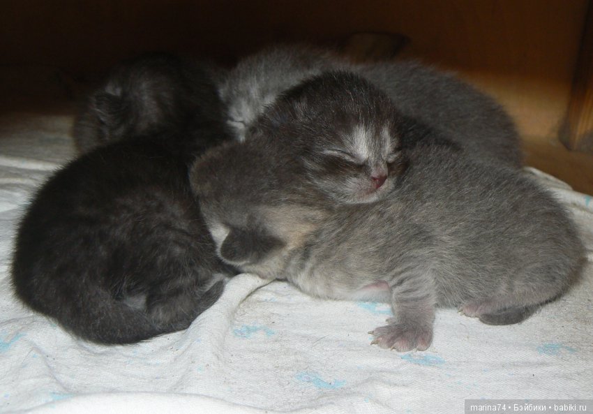 Котосемейство — Болталка и разговоры обо всем: жизнь (фото 2)