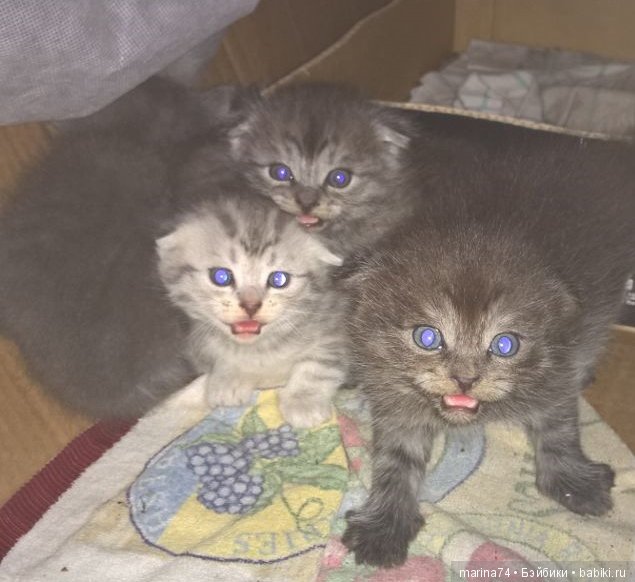 Котосемейство — Болталка и разговоры обо всем: жизнь (фото 3)