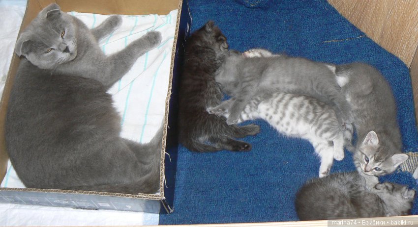 Котосемейство — Болталка и разговоры обо всем: жизнь (фото 6)