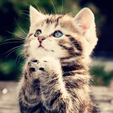 Котосемейство