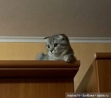 Кукольный шкаф — Домашние коллекции кукол: фото собраний (фото 4)