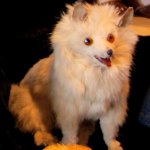 Выставка кукол и мишек в Lindau (Bodensee) 2015