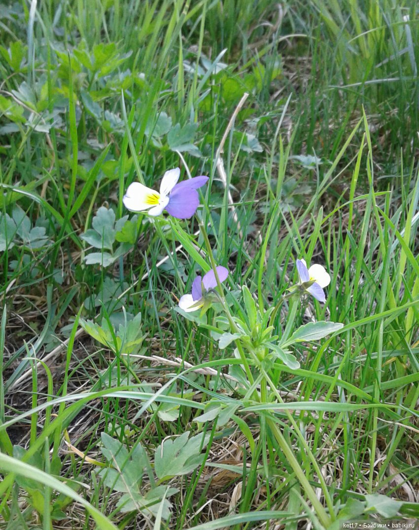 Малышка — Разные шарнирные куклы (не БЖД): редкие (фото 7)