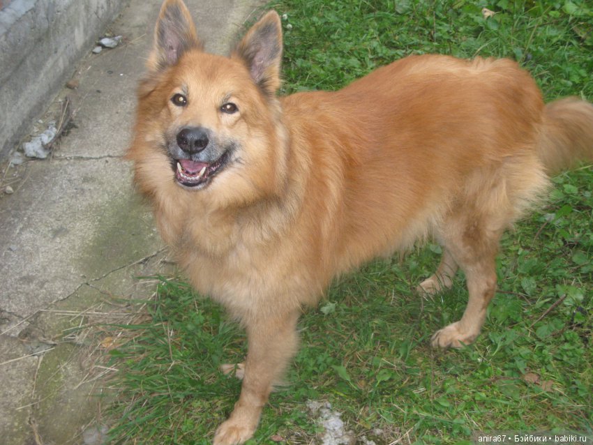 Вот Тенди полностью.