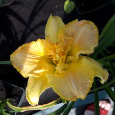 Лето... Солнце... Цветы