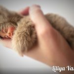 Мой второй тедди-дольчик, игрушка ручной работы