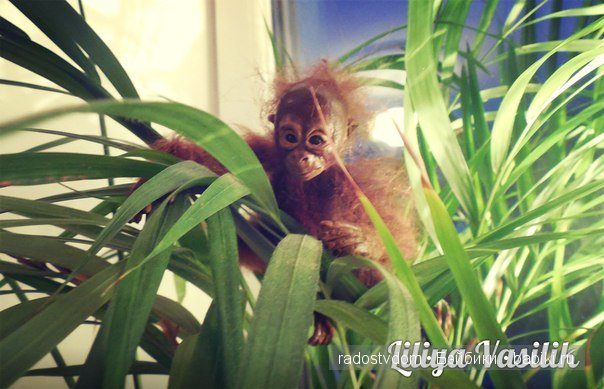 В дебрях джунглей. Игрушка ручной работы (фото 3)