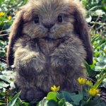 Пасхальный заяц - Авторские игрушки Лилии Василик