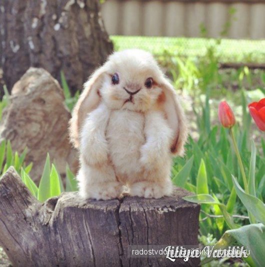 Зая. Авторские игрушки Лилии Василик (фото 4)