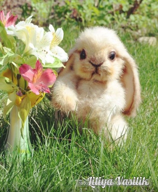 Зая. Авторские игрушки Лилии Василик (фото 3)