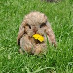 Зая - авторские игрушки Лилии Василик