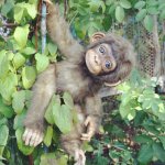 Обезьянка Лилу - авторские игрушки Лилии Василик