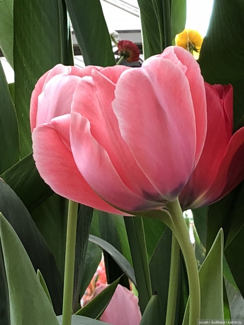 Весна - ну конечно же это ЦВЕТЫ, улыбки и хорошее настроение