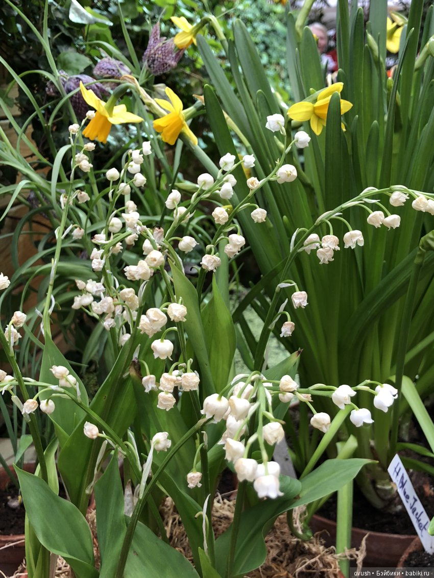 Весна - ну конечно же это ЦВЕТЫ, улыбки и хорошее настроение