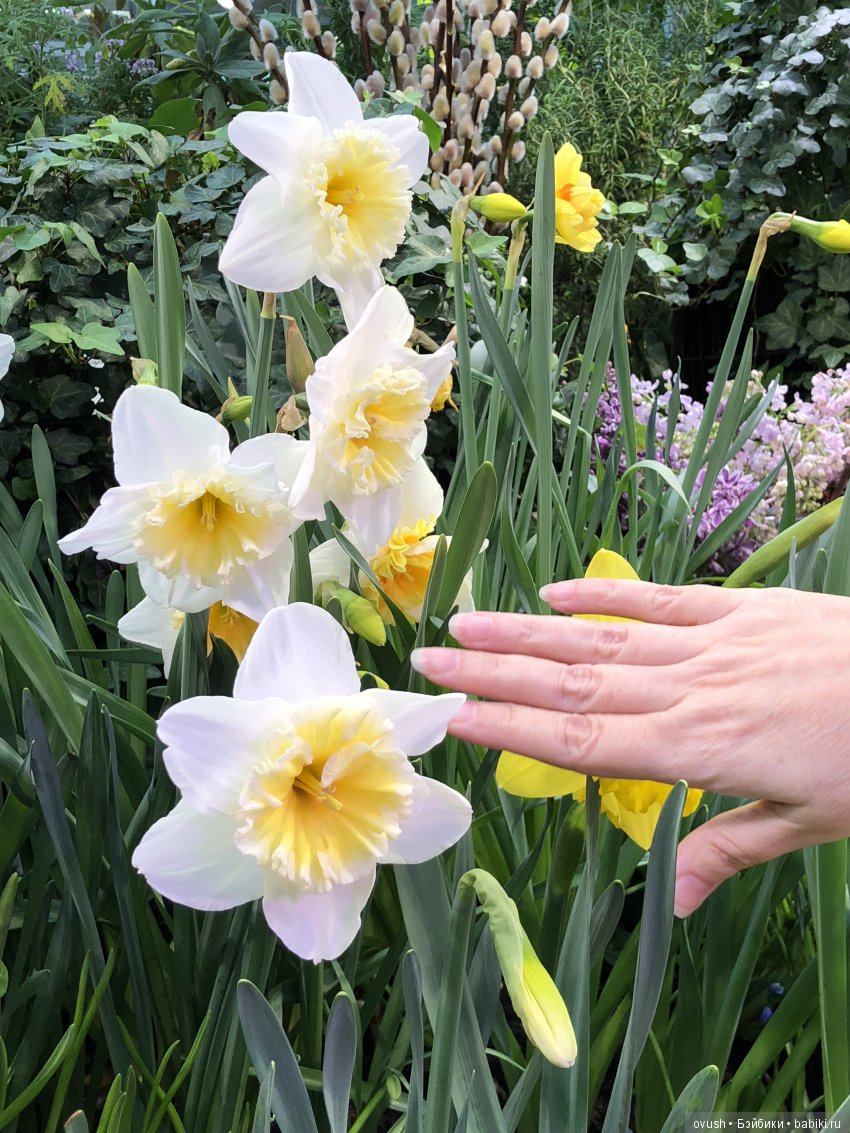 Весна - ну конечно же это ЦВЕТЫ, улыбки и хорошее настроение