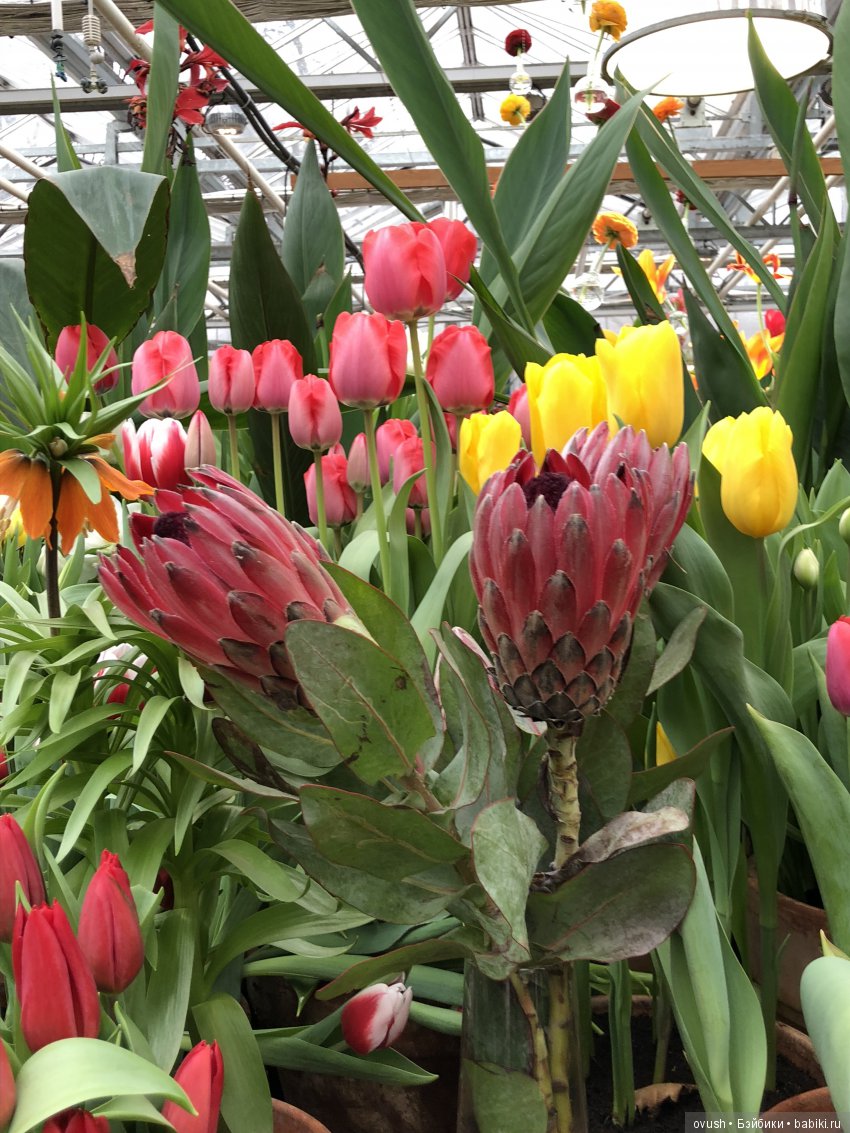 Весна - ну конечно же это ЦВЕТЫ, улыбки и хорошее настроение