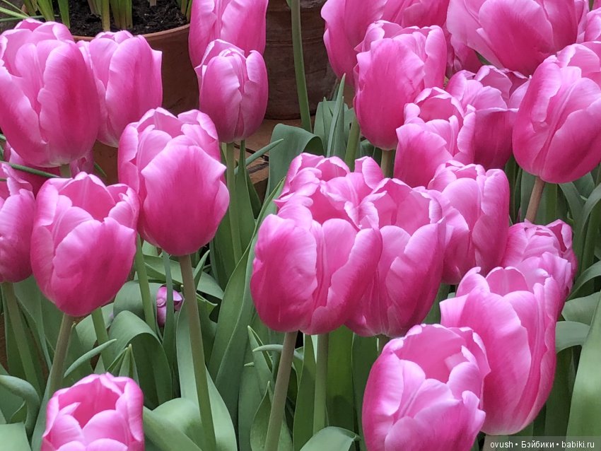 Весна - ну конечно же это ЦВЕТЫ, улыбки и хорошее настроение