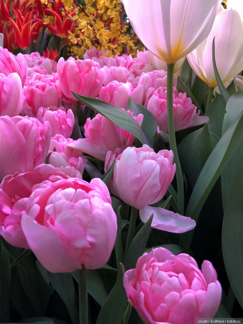 Весна - ну конечно же это ЦВЕТЫ, улыбки и хорошее настроение