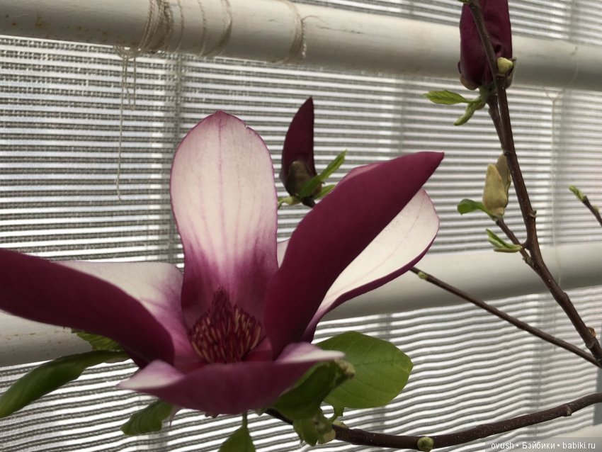 Весна - ну конечно же это ЦВЕТЫ, улыбки и хорошее настроение