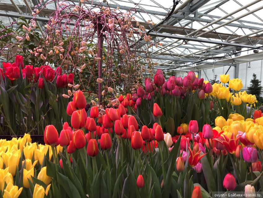 Весна - ну конечно же это ЦВЕТЫ, улыбки и хорошее настроение