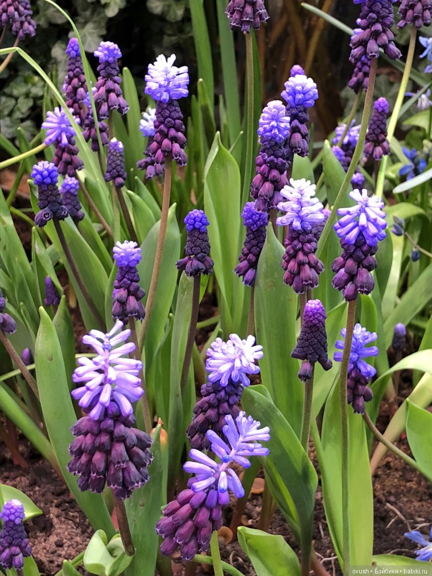 Весна - ну конечно же это ЦВЕТЫ, улыбки и хорошее настроение