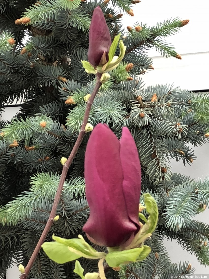 Весна - ну конечно же это ЦВЕТЫ, улыбки и хорошее настроение