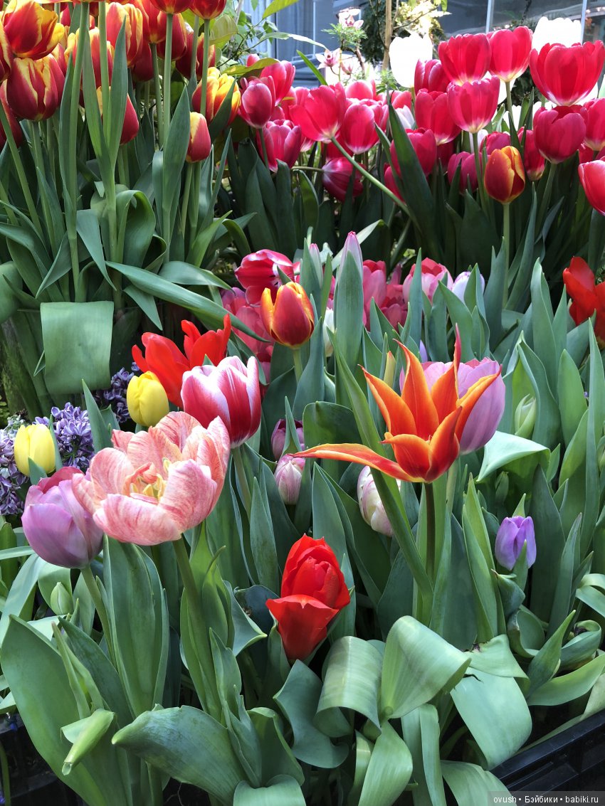 Весна - ну конечно же это ЦВЕТЫ, улыбки и хорошее настроение